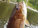 Nice 3lb Smallie