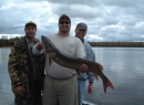 Turtle Chalet-Beautiful 45 inch fall muskie release