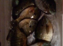 Turtle Flowage-Basket of bluegills