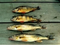 Turtle Flowage-Perch & Walleye