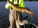 2015 Fall Tiger Musky