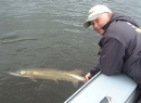 TFF-Large musky release