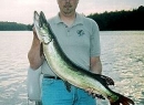 Turtle Flowage-Nice musky release